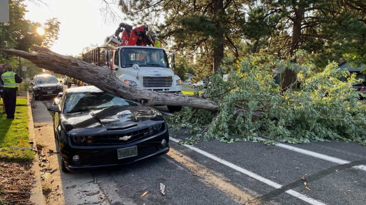 Tree Safety - Trim Or Remove Dead Trees Safely - Church Insurance ...